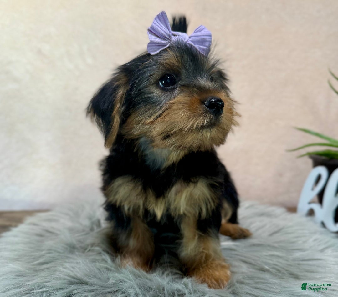 Yorkshire Terrier dogs for sale: Hallie - Ad 22