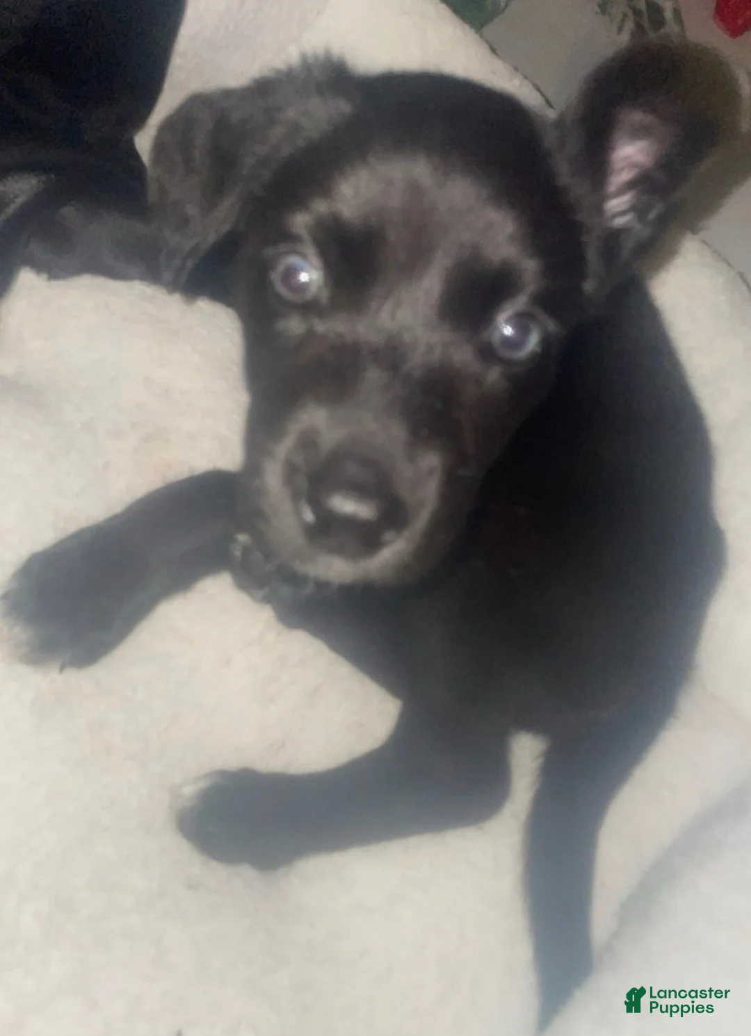 Mixed Breed dogs for sale: Ria - Ad 2