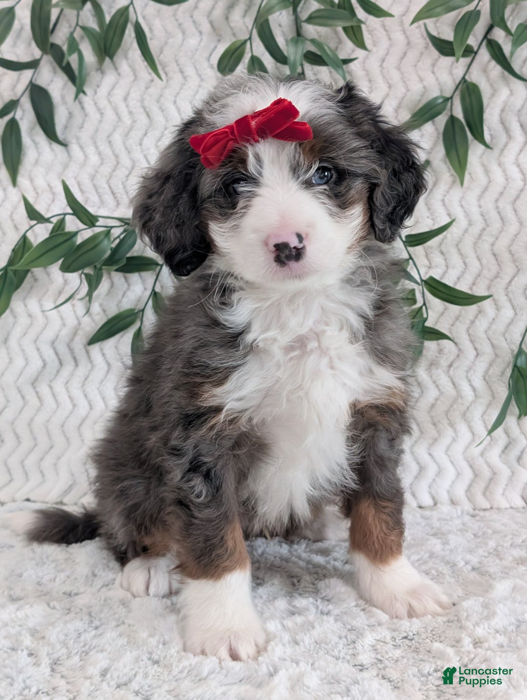 Mini Bernedoodle dogs for sale: Mini Dusty  - Ad 3
