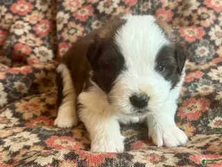 Saint Bernard dogs Saint Bernard Puppy 4 - Ad 37