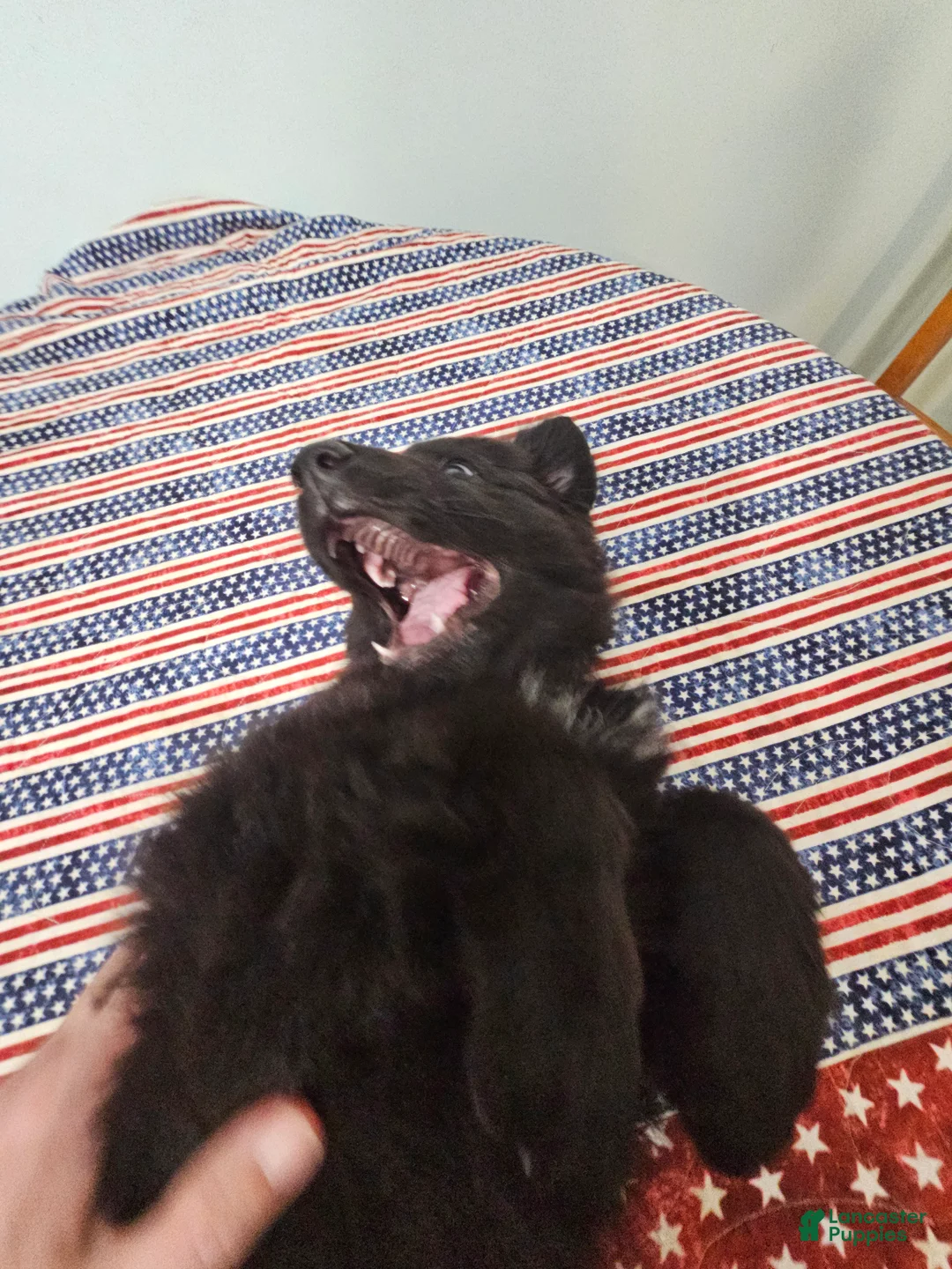 German Shepherd dogs for sale: Keeper - Ad 2