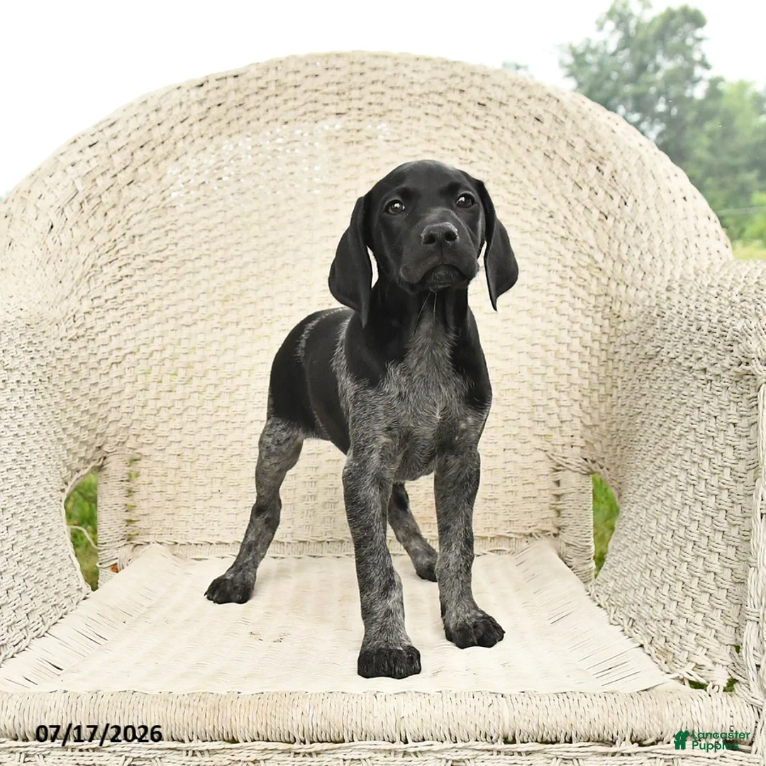 German Shorthaired Pointer dogs for sale: Daisy - Ad 2