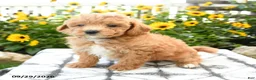Bichpoo dogs for sale: Asher - Ad 4