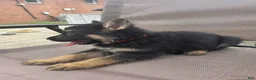 German Shepherd dogs for sale: Mercy - Ad 4