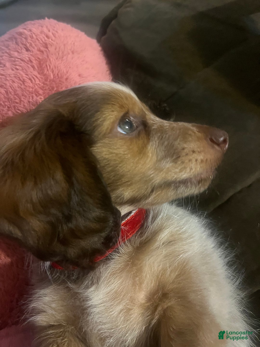 Dachshund dogs for sale: Dachshund Puppy 1 - Ad 5