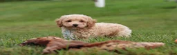 Bichpoo dogs for sale: Mia - Ad 6