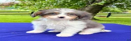 Bernedoodle dogs for sale: Nina - Ad 3