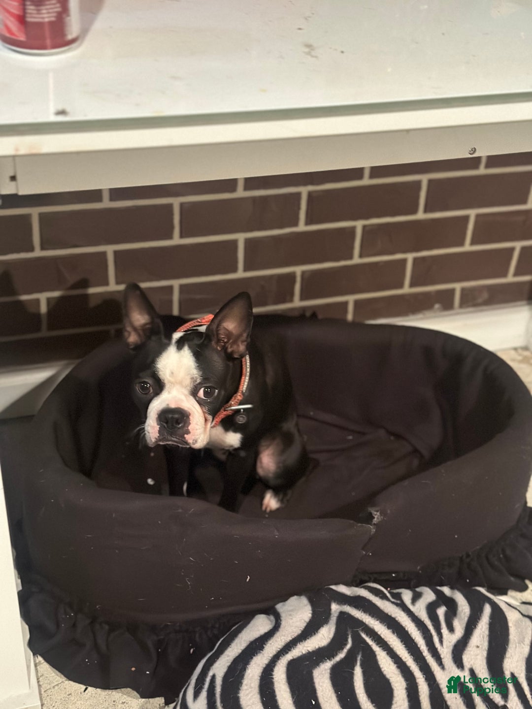 Boston Terrier dogs for sale: Boston Terrier Puppy 1 - Ad 8