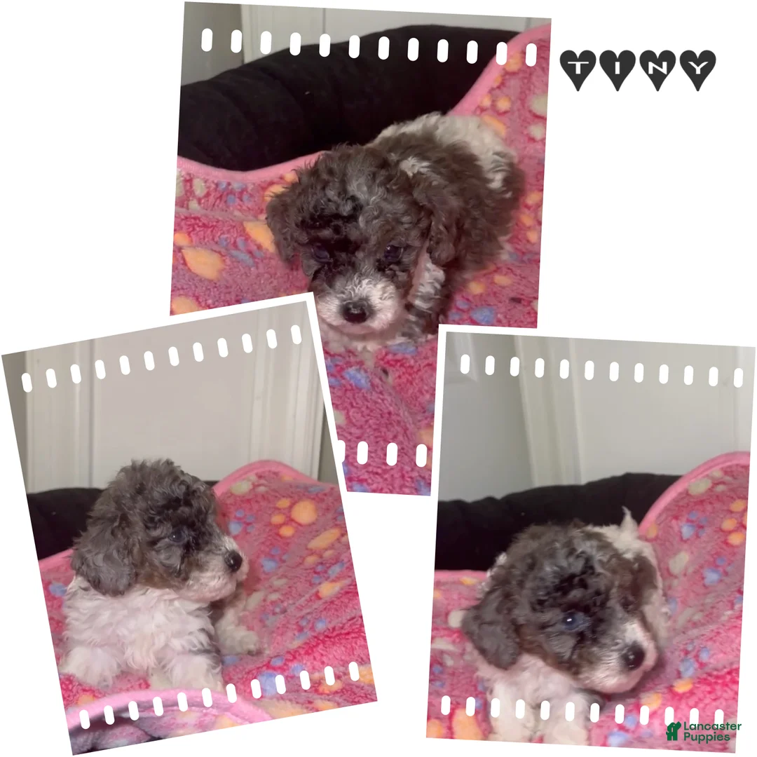 Miniature Poodle dogs for sale: Miniature Poodle 7 - Ad 1