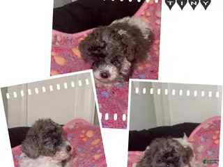 Miniature Poodle dogs Miniature Poodle 7 - Ad 3