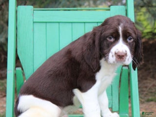 English Springer Spaniel dogs - Ad 1