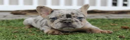 French Bulldog dogs for sale: AKC Zoe - Ad 25