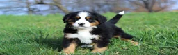 Bernese Mountain Dog dogs for sale: Casey - Ad 5