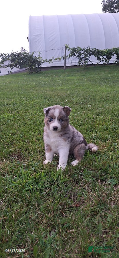 Mixed Breed dogs Precious - Ad 1