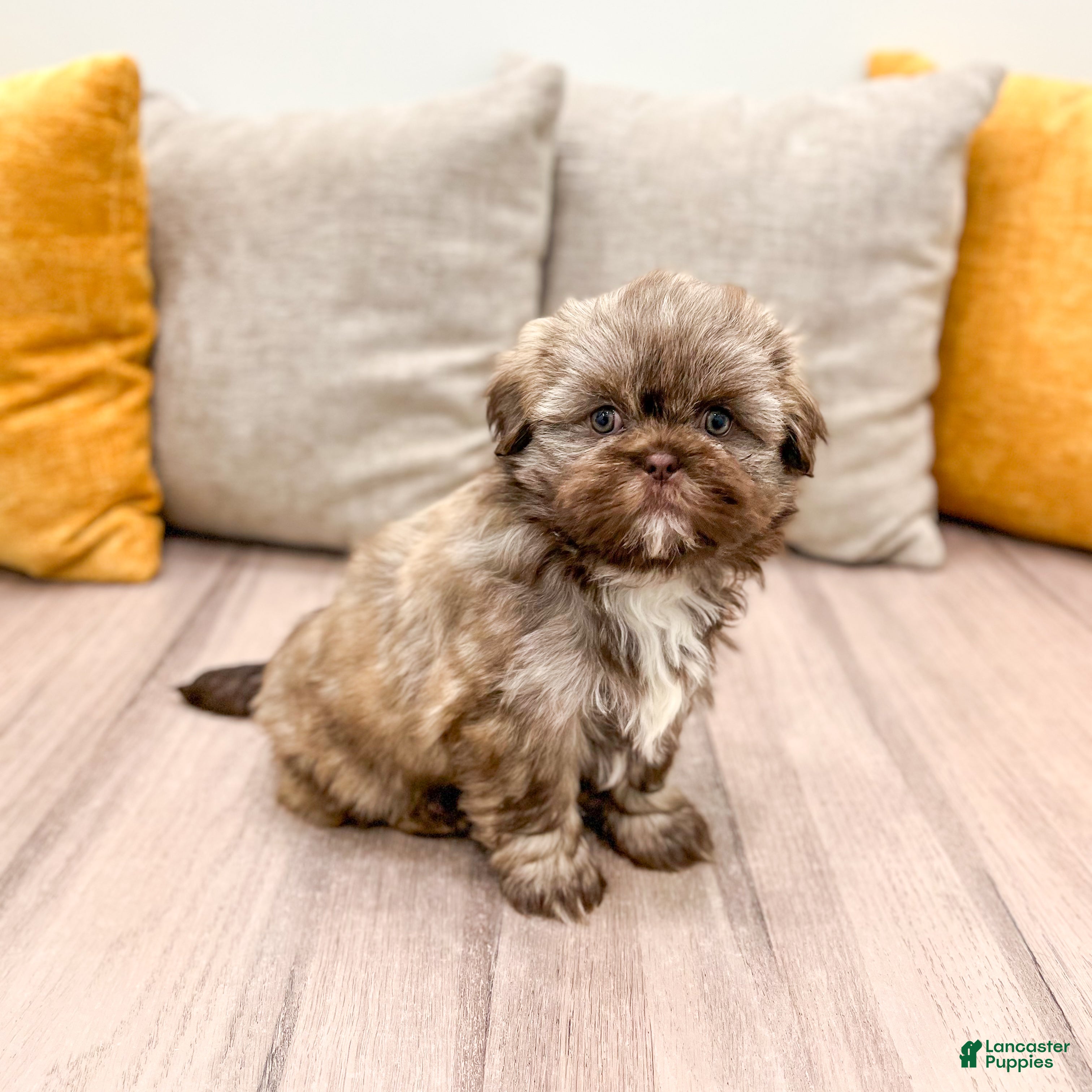Shih Tzu dogs Chip - Ad 13