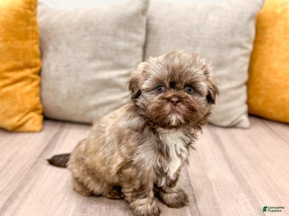 Shih Tzu dogs Chip - Ad 35