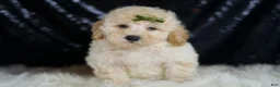 Mini Goldendoodle dogs for sale: Buggy - Ad 2
