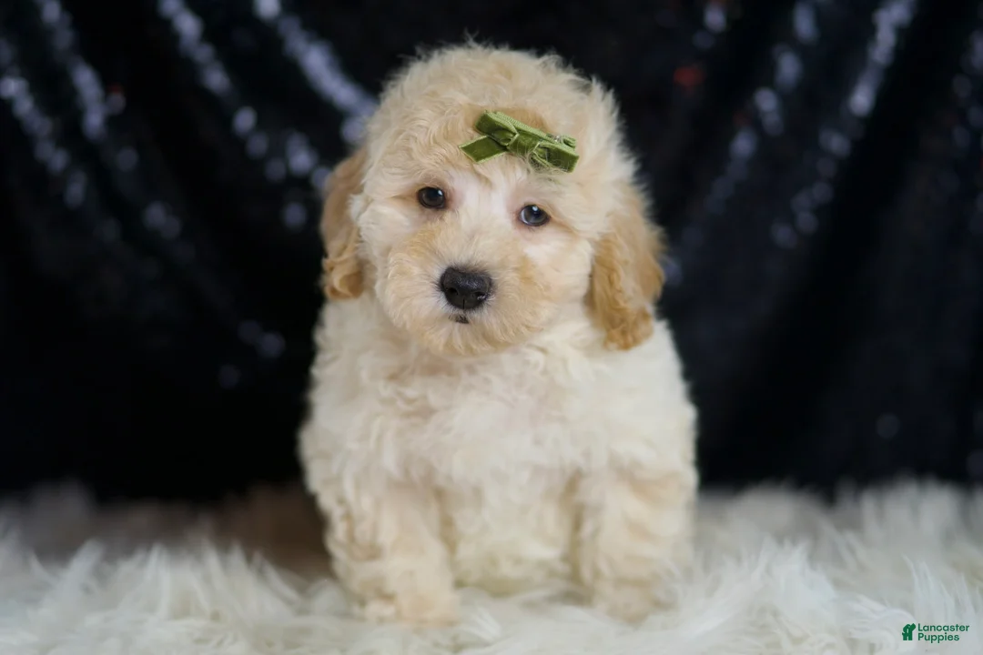 Mini Goldendoodle dogs for sale: Buggy - Ad 2