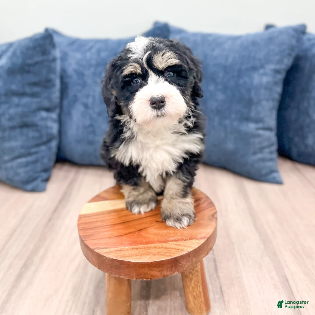 Mini Bernedoodle dogs for sale: Hunter - Ad 2