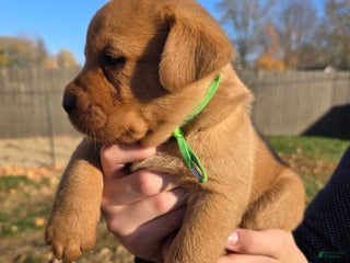 Labrador Retriever dogs - Ad 11