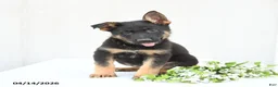 German Shepherd dogs for sale: Drake - Ad 6