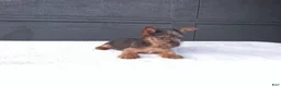 Yorkshire Terrier dogs for sale: Gracie - Ad 5