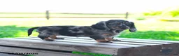 Miniature Dachshund dogs for sale: Shelby - Ad 4