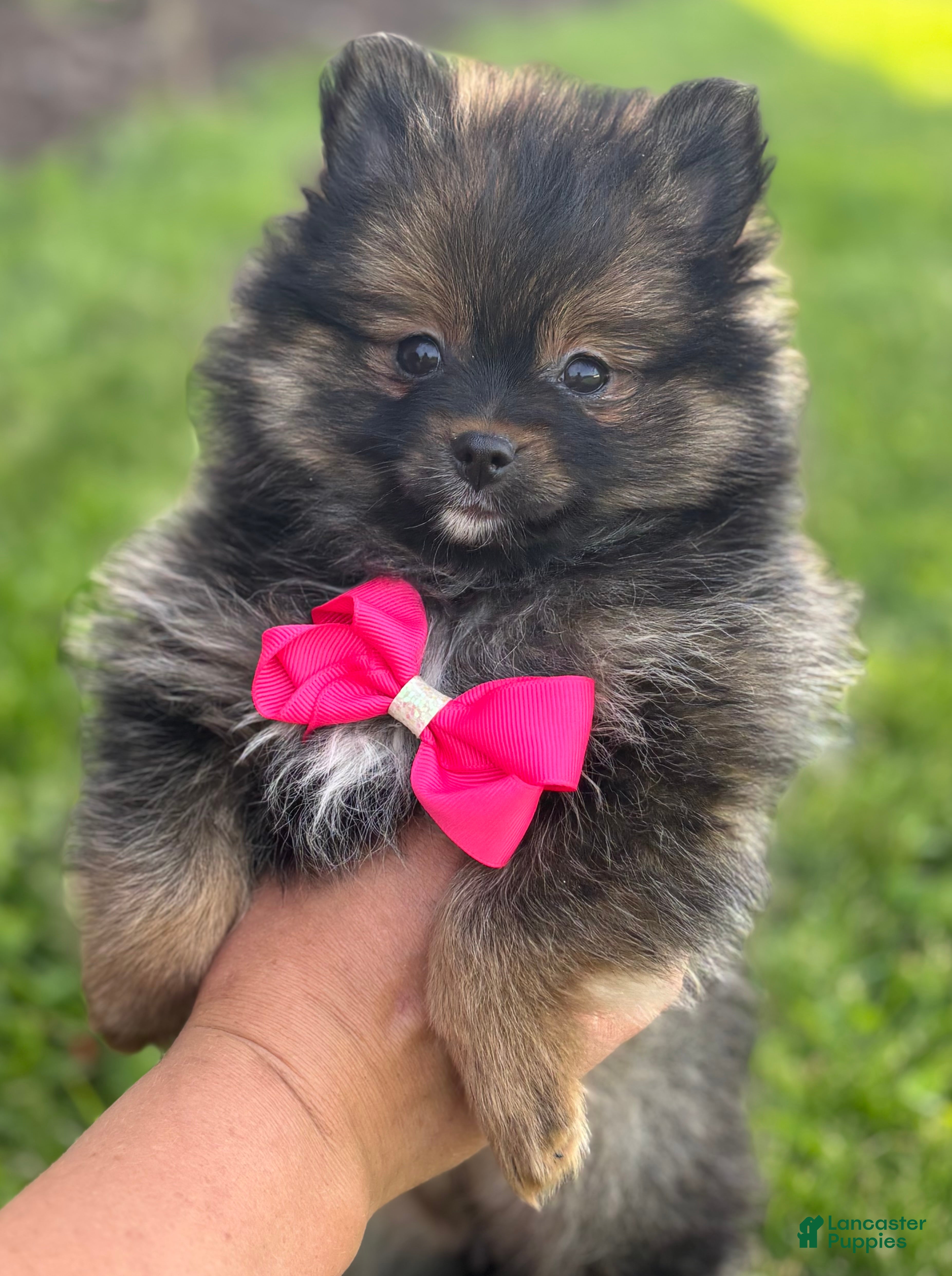 Pomeranian dogs for sale: Muffin  - Ad 4