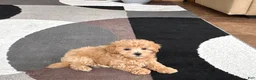 Maltipoo dogs for sale: Suzie  - Ad 6