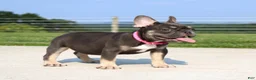 French Bulldog dogs for sale: Stella - Ad 4