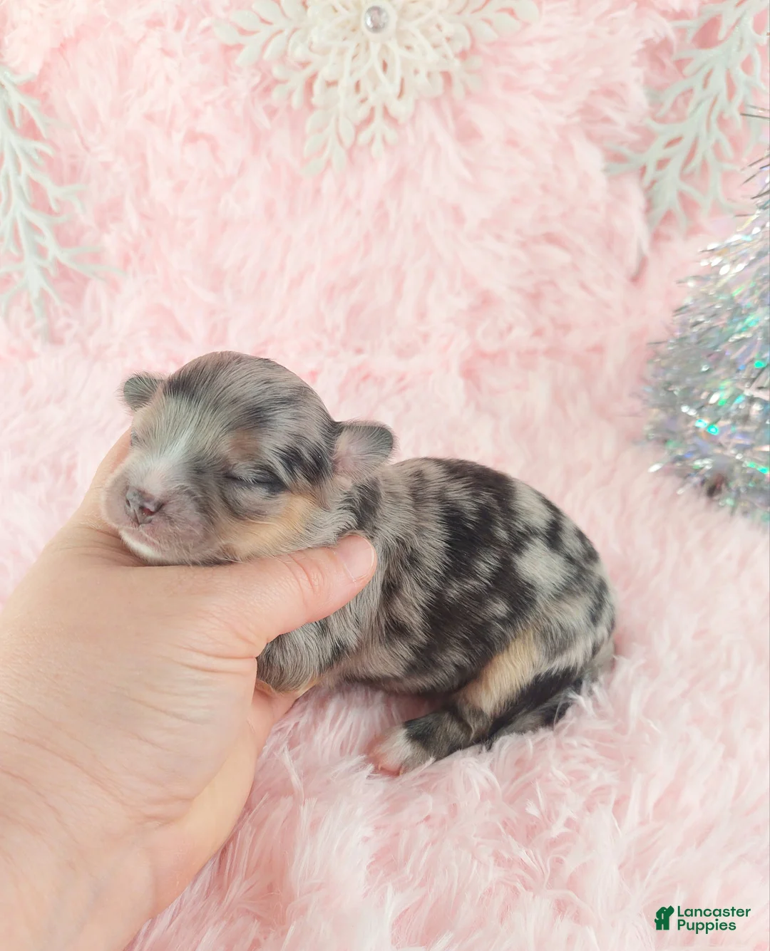 Chihuahua dogs for sale:  Priscilla - Ad 7