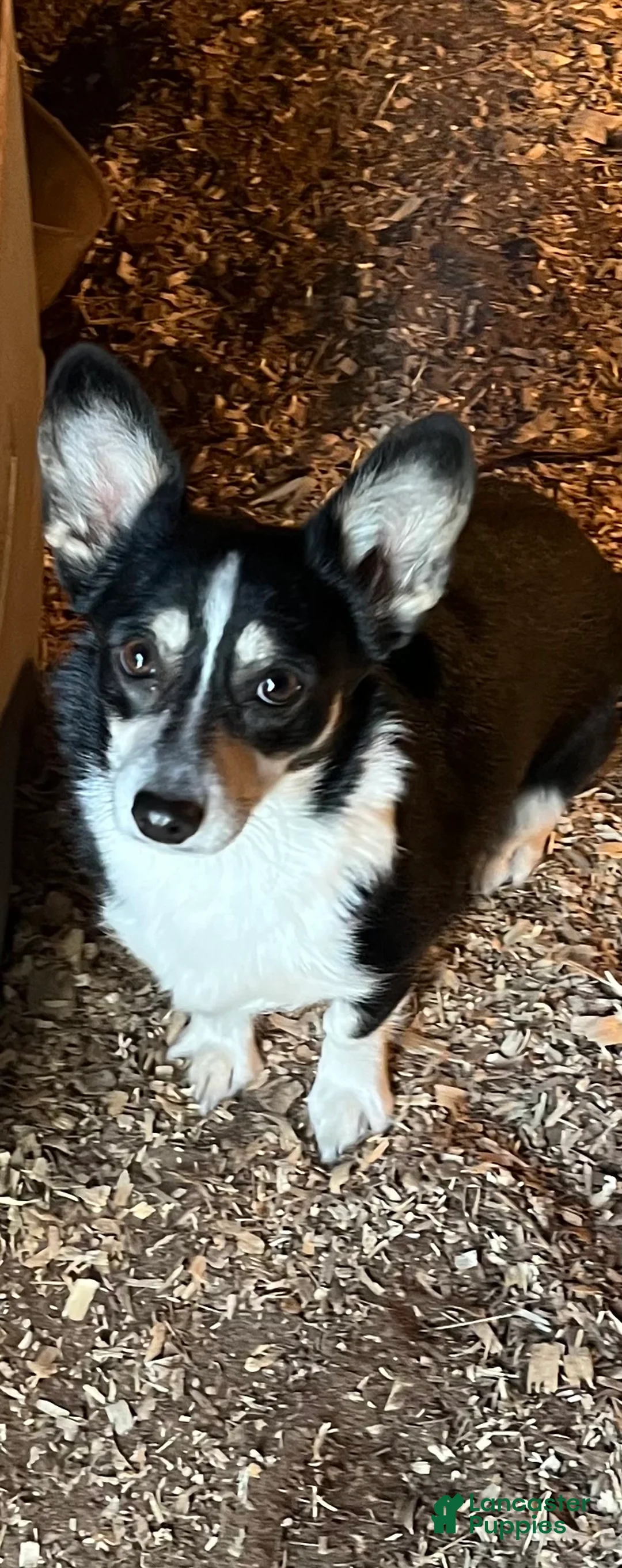 Welsh Corgi Pembroke dogs for sale:  2 - Ad 2