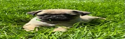 Pug dogs for sale: Niky - Ad 8