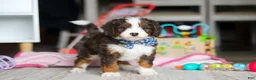 Mini Bernedoodle dogs for sale: Rubble - Ad 5