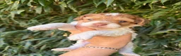 Cockapoo dogs for sale: Cockapoo 1 - Ad 1