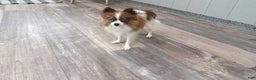 Pomeranian dogs for sale: Pomeranian Puppy 2 - Ad 3
