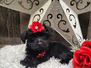 Mixed Breed dogs Cupcake - Ad 15