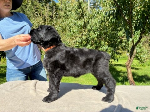 Black Russian Terrier dogs Girl 1 - Ad 2