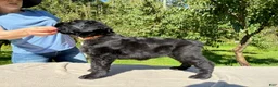Black Russian Terrier dogs for sale: Girl 1 - Ad 2