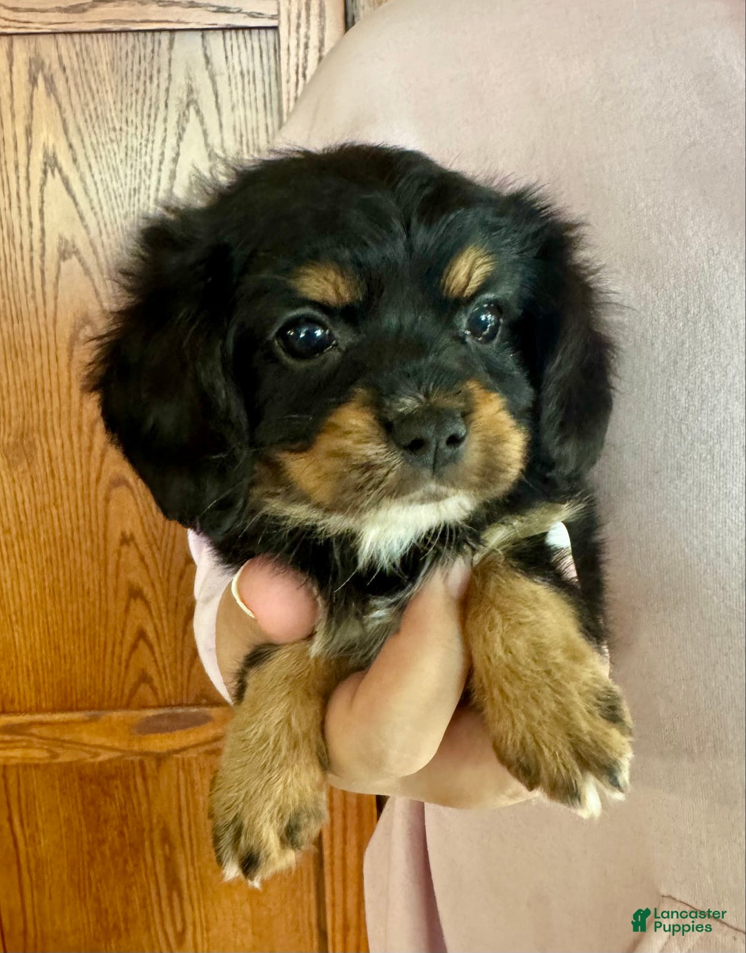 Mixed Breed dogs for sale: Cavalon Midnight - Ad 29