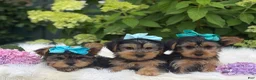 Yorkshire Terrier dogs for sale: Minx - Ad 1