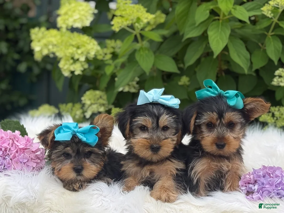 Yorkshire Terrier dogs for sale: Minx - Ad 1
