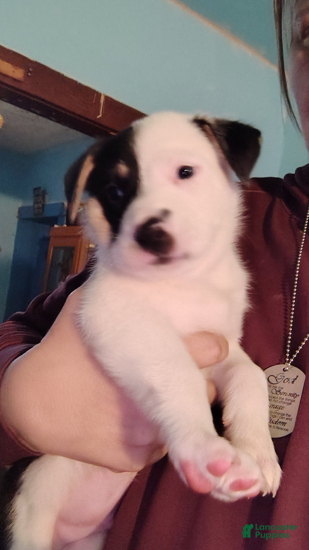 Mixed Breed dogs for sale: Cow cow  - Ad 1