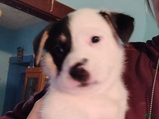 Mixed Breed dogs Cow cow - Ad 16