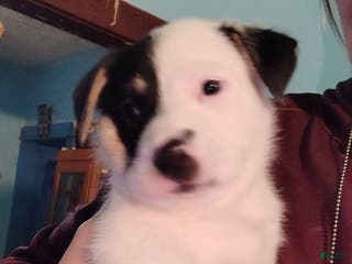 Mixed Breed dogs Cow cow - Ad 15