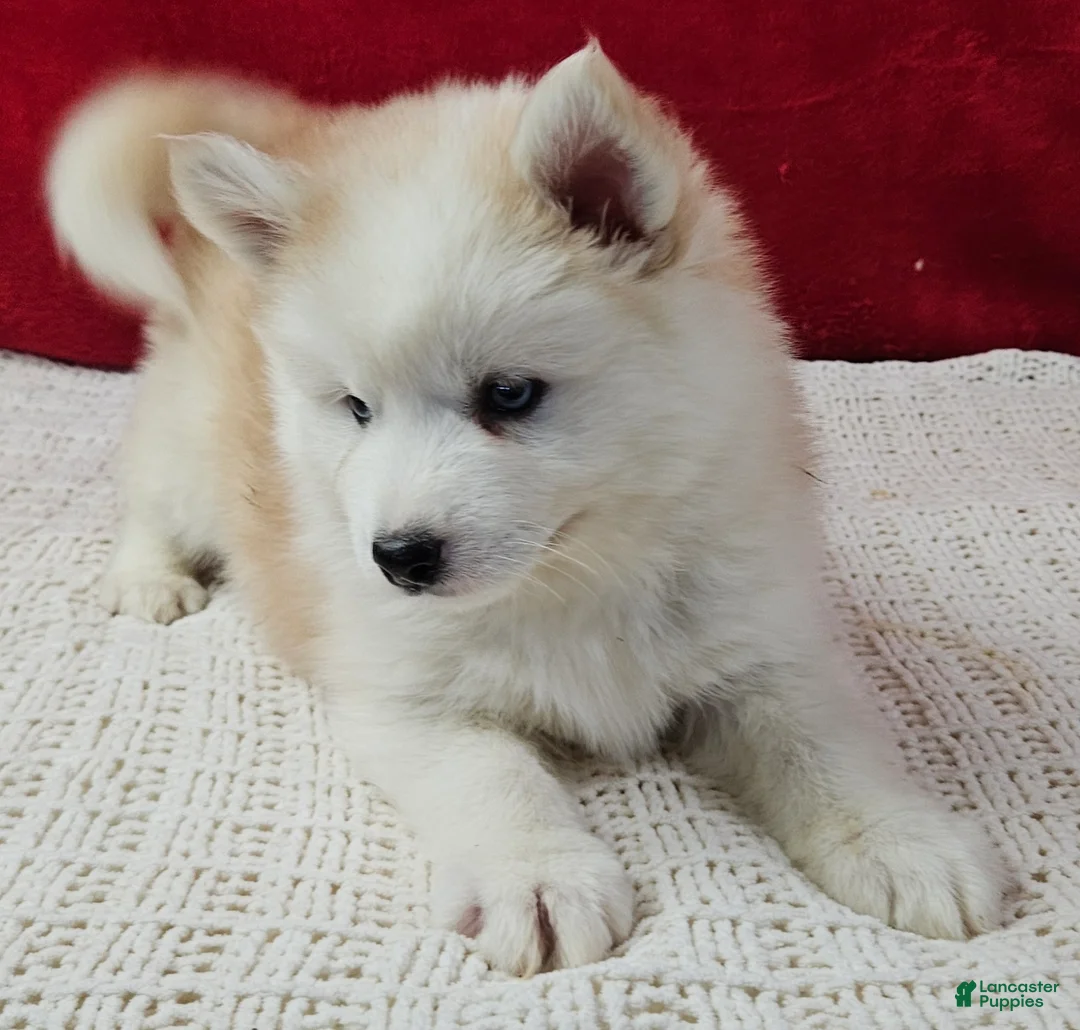 Pomsky dogs for sale: Butterscotch  - Ad 2