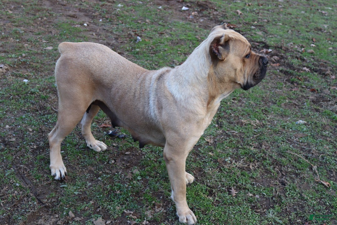 Cane Corso dogs for sale: Bradley  - Ad 17
