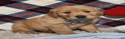 Golden Retriever dogs for sale: Anthony - Ad 1