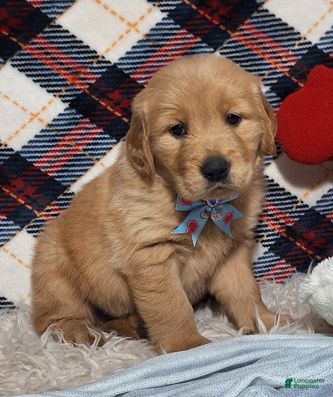 Golden Retriever dogs for sale: Anthony - Ad 1