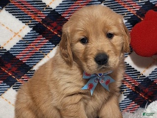 Golden Retriever dogs Anthony - Ad 34